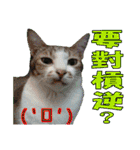 leisure days of MIWAWA's cat boss（個別スタンプ：21）