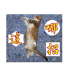leisure days of MIWAWA's cat boss（個別スタンプ：32）