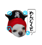 チワワのえる（個別スタンプ：6）
