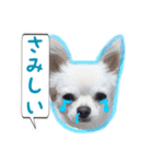 チワワのえる（個別スタンプ：23）