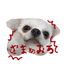 チワワのえる（個別スタンプ：29）