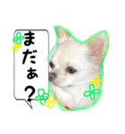 チワワのえる（個別スタンプ：30）