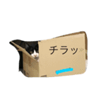 ハチワレはち君（個別スタンプ：5）