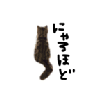 chochocho cat（個別スタンプ：11）