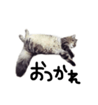 chochocho cat（個別スタンプ：21）