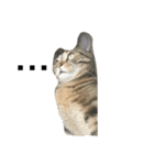 猫野郎キリル（個別スタンプ：5）