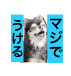テトとオレオのスタンプ（個別スタンプ：2）