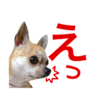 チワワんず！（個別スタンプ：14）