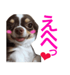 チワワんず！（個別スタンプ：24）