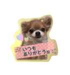 cute chihuahua  CHIRORU（個別スタンプ：2）