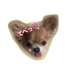 cute chihuahua  CHIRORU（個別スタンプ：3）