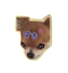 cute chihuahua  CHIRORU（個別スタンプ：4）