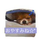 cute chihuahua  CHIRORU（個別スタンプ：9）