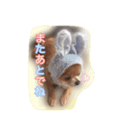 cute chihuahua  CHIRORU（個別スタンプ：14）