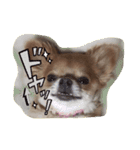 cute chihuahua  CHIRORU（個別スタンプ：16）