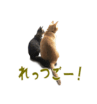 茶トラとキジトラ〜にゃんこずといっしょ〜（個別スタンプ：8）