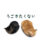 茶トラとキジトラ〜にゃんこずといっしょ〜（個別スタンプ：21）