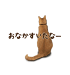茶トラとキジトラ〜にゃんこずといっしょ〜（個別スタンプ：34）