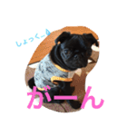 パグ犬もなかの日常あいさつ（個別スタンプ：18）