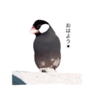待鳥たちの待ち合わせ（個別スタンプ：1）