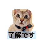 ayacats2（個別スタンプ：1）