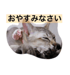 ayacats2（個別スタンプ：4）