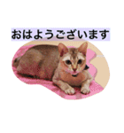 ayacats2（個別スタンプ：7）