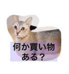 ayacats2（個別スタンプ：8）