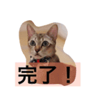 ayacats2（個別スタンプ：13）