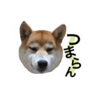 柴犬ももちゃんの日常（個別スタンプ：11）