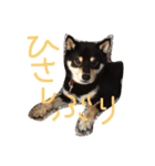 黒柴です。（日常編）（個別スタンプ：6）