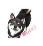 柴犬（黒柴）きなこ（個別スタンプ：4）
