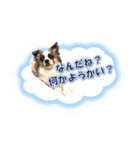 福乃輔と縁乃助（個別スタンプ：2）