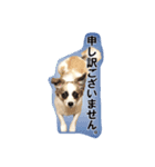 福乃輔と縁乃助（個別スタンプ：16）