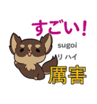 犬の毎日 日本語台湾語（個別スタンプ：16）