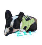 seriyan（個別スタンプ：2）