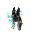 seriyan（個別スタンプ：3）