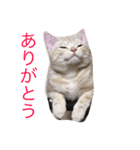 ニャン吉くん〜日常編〜（個別スタンプ：6）