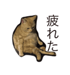ニャン吉くん〜日常編〜（個別スタンプ：7）