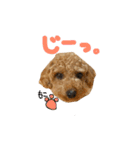 もこちゃんスタンプ（個別スタンプ：1）