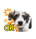 Jack Russel（個別スタンプ：3）