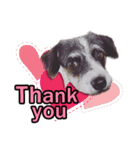 Jack Russel（個別スタンプ：5）