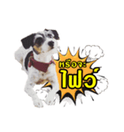 Jack Russel（個別スタンプ：7）