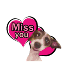 Jack Russel（個別スタンプ：8）