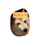 柴犬 コロンちゃん（個別スタンプ：1）