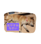 柴犬 コロンちゃん（個別スタンプ：2）