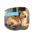 柴犬 コロンちゃん（個別スタンプ：3）
