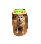 柴犬 コロンちゃん（個別スタンプ：5）