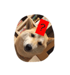 柴犬 コロンちゃん（個別スタンプ：6）