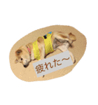 柴犬 コロンちゃん（個別スタンプ：9）